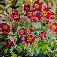 6251358_pulsatilla_pulsar_red_shades_02