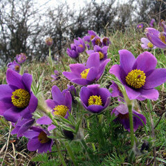 6252381_pulsatilla_pulsar_violet_shades_02