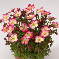 9250898_saxifraga_alpino_early_picotee_01