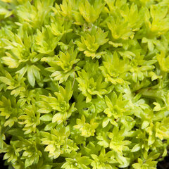 09200409_saxifraga_cloth_of_gold_01