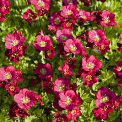 9250411_saxifraga_harder_zwerg_02
