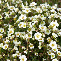 4221698_saxifraga_limerock_03