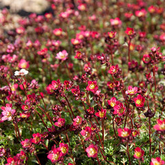 9202227_saxifraga_marto_pixie_pan_red_01