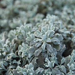8223641_tanacetum_little_frosty_01