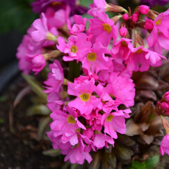 3250924_primula_grandiflora_02