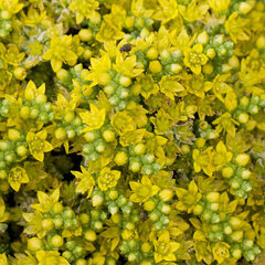 9240764_sedum_aureum_01