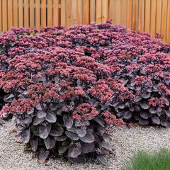 8254743_sedum_back_in_black_02