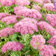 3256603_sedum_brillant_01