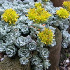 9241088_sedum_cape_blanco_01