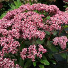 6243630_sedum_cloud_walker_01