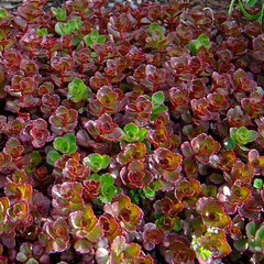 9241931_sedum_coccineum_01