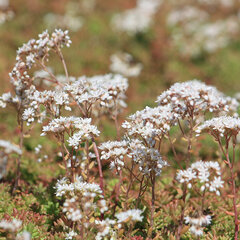 5250516_sedum_coral_carpet_02