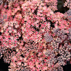 6253629_sedum_globe_pink_01