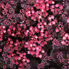 6253940_sedum_globe_purple_02