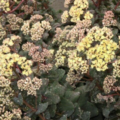 6223627_sedum_globe_yellow_01