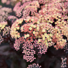 6223627_sedum_globe_yellow_03