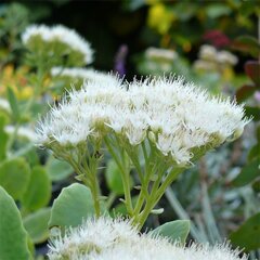 10221222_sedum_iceberg_01