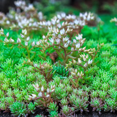 3220803_sedum_lydium_01