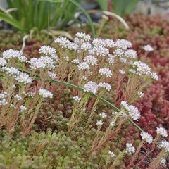 3220803_sedum_lydium_04