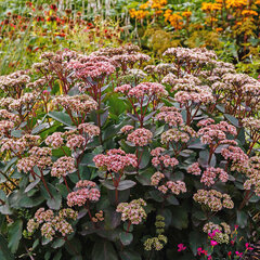 7250620_sedum_matrona_08