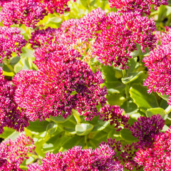 08201223_sedum_munstead_dark_red_01