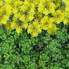 3223238_sedum_oreganum_01