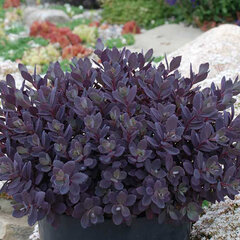 7231238_sedum_plum_dazzled_01