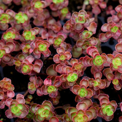 3222333_sedum_schorbuser_blut_01
