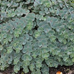 3240418_sedum_sieboldii_01