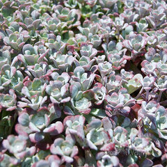 7222017_sedum_spathul