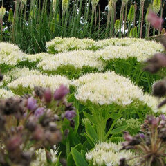 7251155_sedum_stardust_01