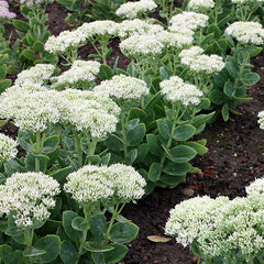 7251155_sedum_stardust_02