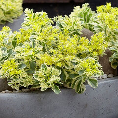 6232130_sedum_t_6