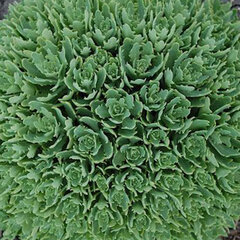 08202112_sedum_thundercloud_01