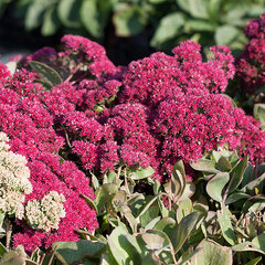 5230606_sedum_thunderhead_05