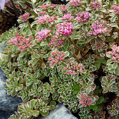3250420_sedum_tricolor_01