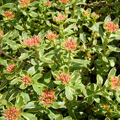 6230520_sedum_variegatum_01