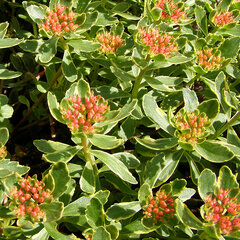 6230520_sedum_variegatum_03