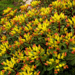 5250412_sedum_weinstephaner_gold_02