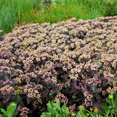6250422_sedum_xenox_yellow_03