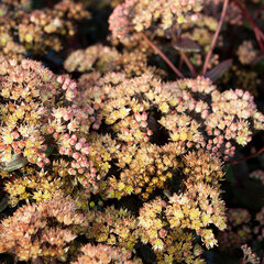 6250422_sedum_xenox_yellow_06