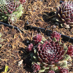 9250693_sempervivum_0096_01