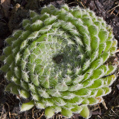 5250430_sempervivum_borisii_03