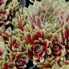 9251341_sempervivum_commander_hay_01