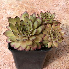 9250738_sempervivum_faraon_01