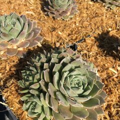 9250737_sempervivum_fiolet_01