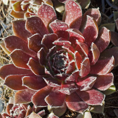 9250443_sempervivum_jeanne_darc_01
