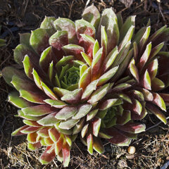 9250444_sempervivum_kappa_01