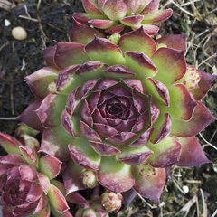 9250446_sempervivum_marmoreum_var