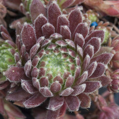 9250451_sempervivum_pacaya_01